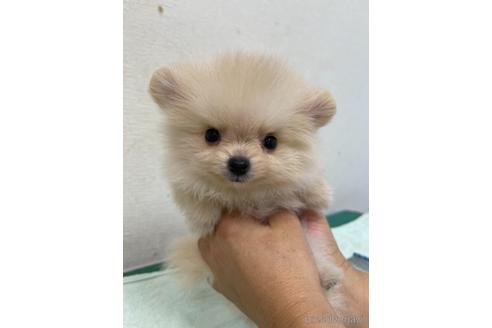 成約済の千葉県のポメラニアン-149857の1枚目