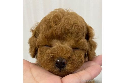 成約済の岡山県のティーカッププードル-150969の9枚目