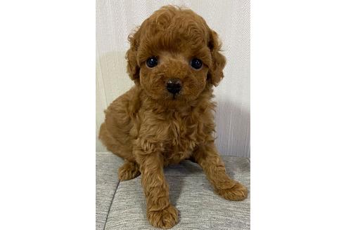 成約済の岡山県のティーカッププードル-150969の10枚目