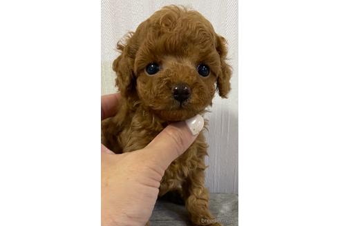 成約済の岡山県のティーカッププードル-150969の6枚目