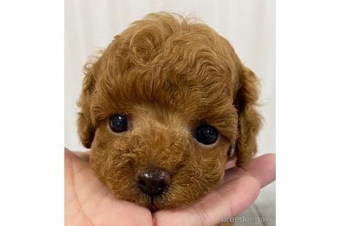 成約済の岡山県のティーカッププードル-150969の7枚目