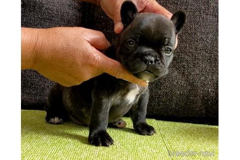 成約済の三重県のフレンチブルドッグ-150559の7枚目