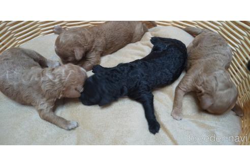 成約済の埼玉県のトイプードル-150982の56枚目
