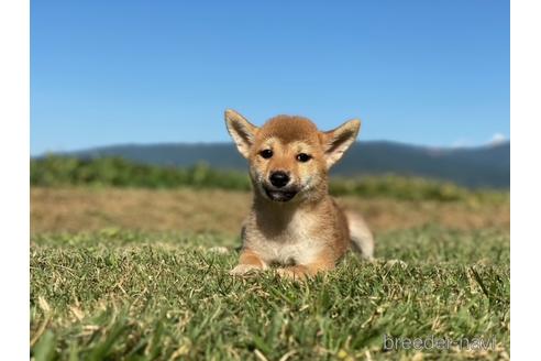 成約済の長野県の柴犬-150997の1枚目