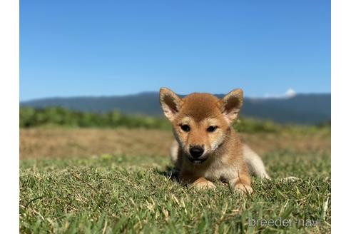 成約済の長野県の柴犬-150997の5枚目