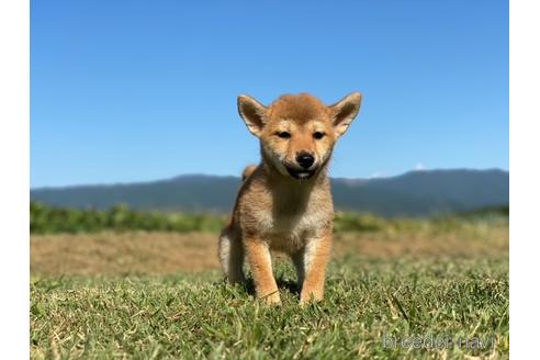 成約済の長野県の柴犬-150997の4枚目