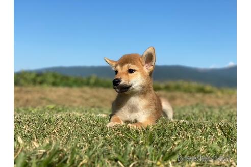 成約済の長野県の柴犬-150997の3枚目