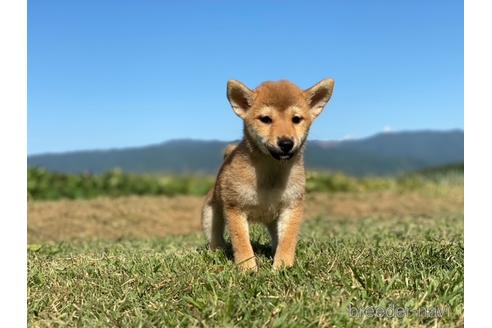 成約済の長野県の柴犬-150997の2枚目