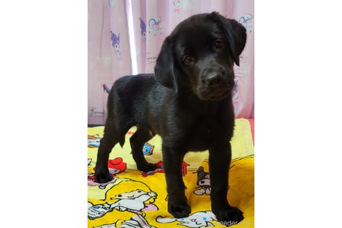 子犬