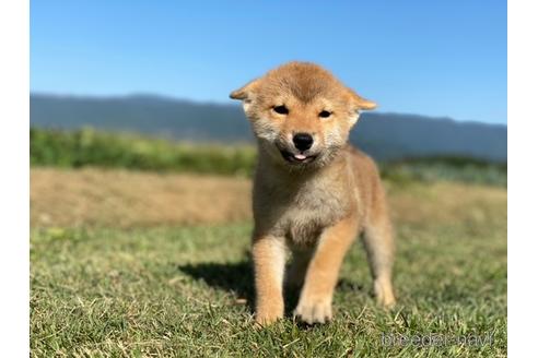 成約済の長野県の柴犬-150999の5枚目