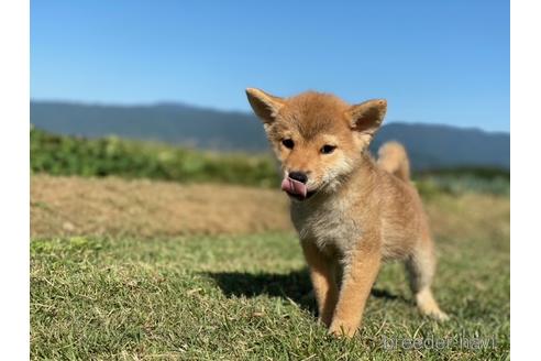 成約済の長野県の柴犬-150999の4枚目