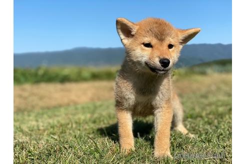 成約済の長野県の柴犬-150999の3枚目