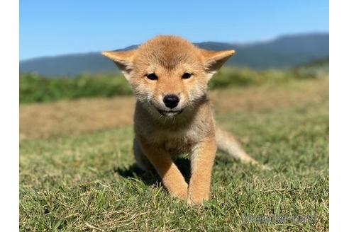 成約済の長野県の柴犬-150999の2枚目