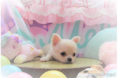 成約済の岡山県のチワワ(ロングコート)-151005の3枚目