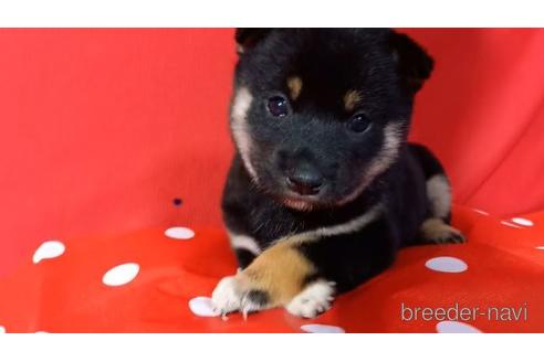 成約済の沖縄県の柴犬-151007の1枚目