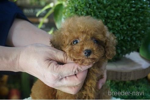 成約済の京都府のタイニープードル-147972