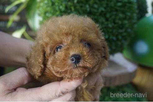 成約済の京都府のタイニープードル-147972の2枚目