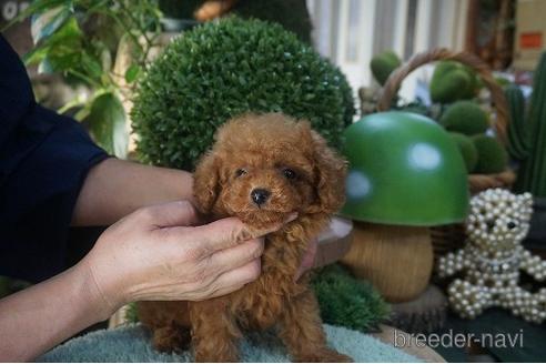 成約済の京都府のタイニープードル-147972の3枚目