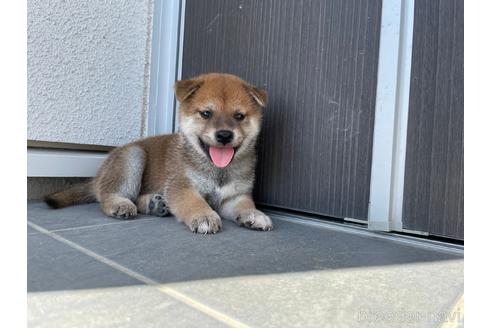 成約済の岡山県の柴犬-149089