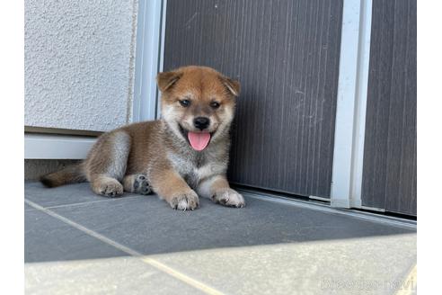 成約済の岡山県の柴犬-149089の1枚目