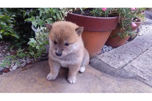 成約済の岡山県の柴犬-149088