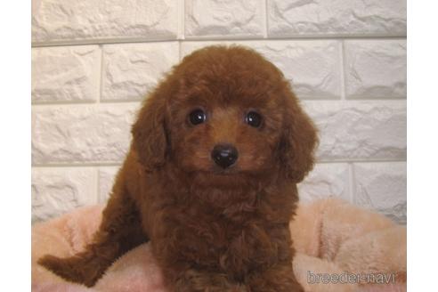 成約済の茨城県のトイプードル-151014の4枚目