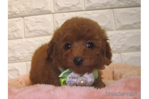 成約済の茨城県のトイプードル-151014の3枚目