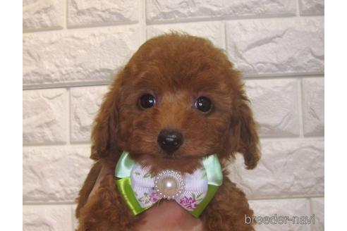 成約済の茨城県のトイプードル-151014の2枚目