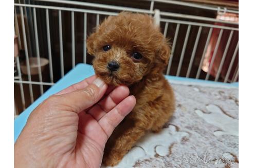 成約済の広島県のティーカッププードル-150260の20枚目