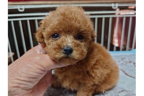 成約済の広島県のティーカッププードル-150260の19枚目