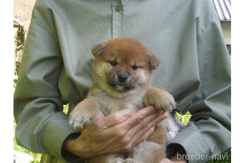 成約済の三重県の柴犬-149336の2枚目