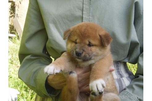 成約済の三重県の柴犬-149343の2枚目