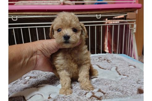 成約済の広島県のティーカッププードル-150263の27枚目