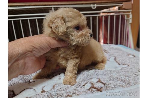 成約済の広島県のティーカッププードル-150263の24枚目