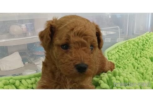 成約済の愛知県のトイプードル-150830の4枚目