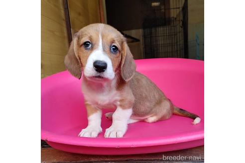 成約済の神奈川県のミックス犬-148180の5枚目