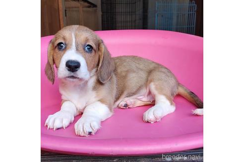 成約済の神奈川県のミックス犬-148180の3枚目