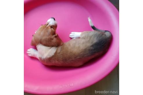 成約済の神奈川県のミックス犬-148180の2枚目