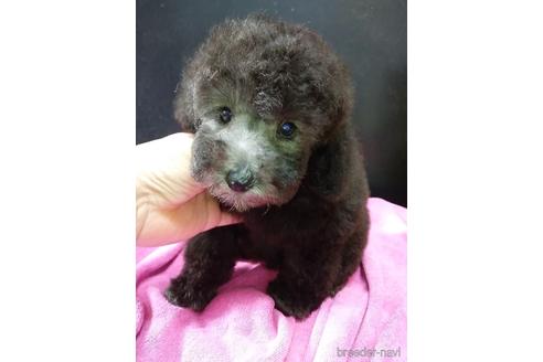 成約済の千葉県のトイプードル-151022の1枚目