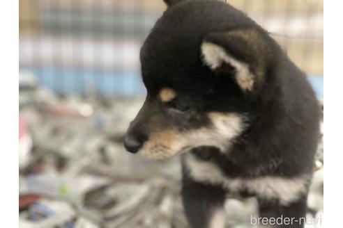 成約済の大分県の豆柴-148614の1枚目