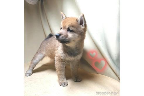 成約済の茨城県の豆柴-147939の5枚目