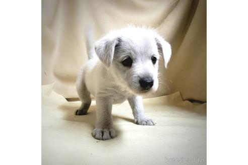 成約済の茨城県のミックス犬-148380の1枚目