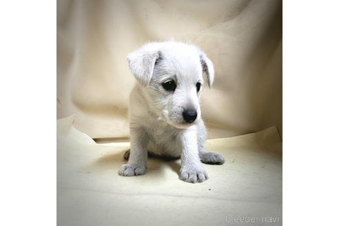 成約済の茨城県のミックス犬-148380の5枚目