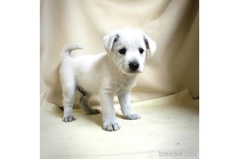 成約済の茨城県のミックス犬-148380の4枚目
