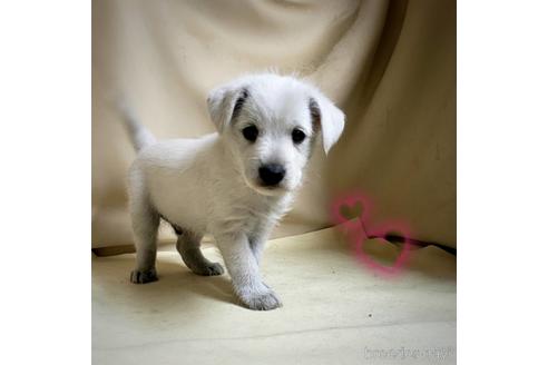 成約済の茨城県のミックス犬-148380の3枚目