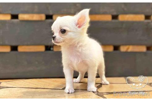 成約済の愛知県のチワワ(ロングコート)-151041の3枚目