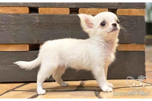 成約済の愛知県のチワワ(ロングコート)-151041の4枚目