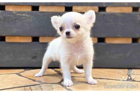 成約済の愛知県のチワワ(ロングコート)-151041の5枚目