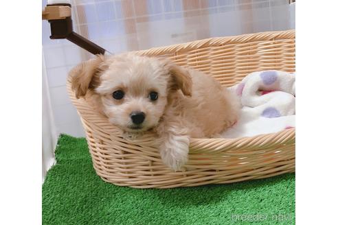 成約済の福岡県のチワプー:チワワ×トイプードル-150954の23枚目