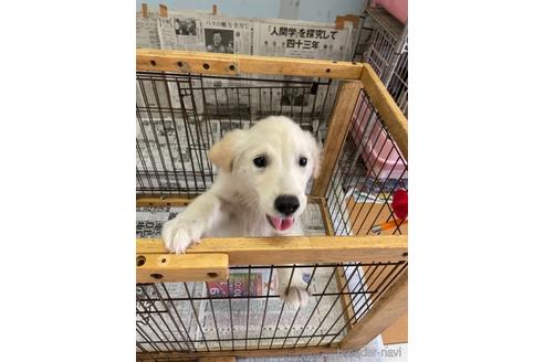 成約済の千葉県のゴールデンレトリーバー-151043の4枚目